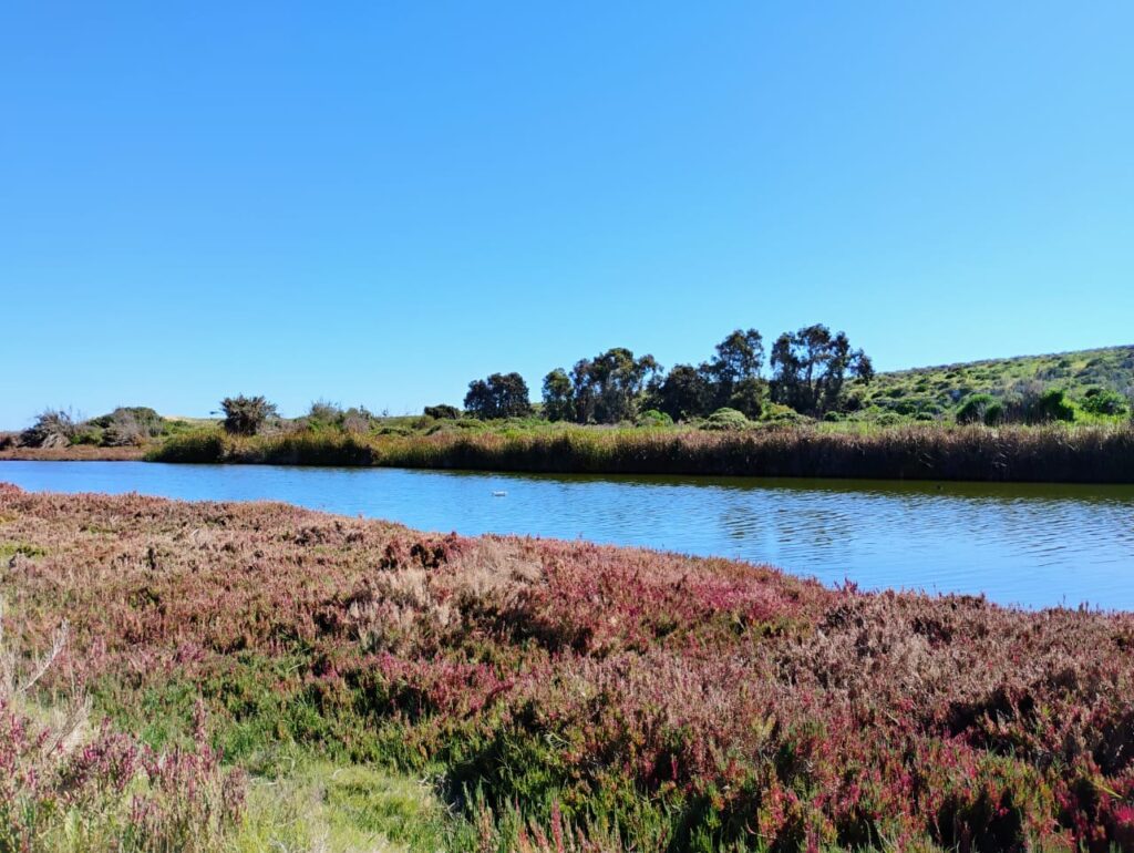 ¿Cómo se protegen humedales urbanos en Chile frente a expansión inmobiliaria?